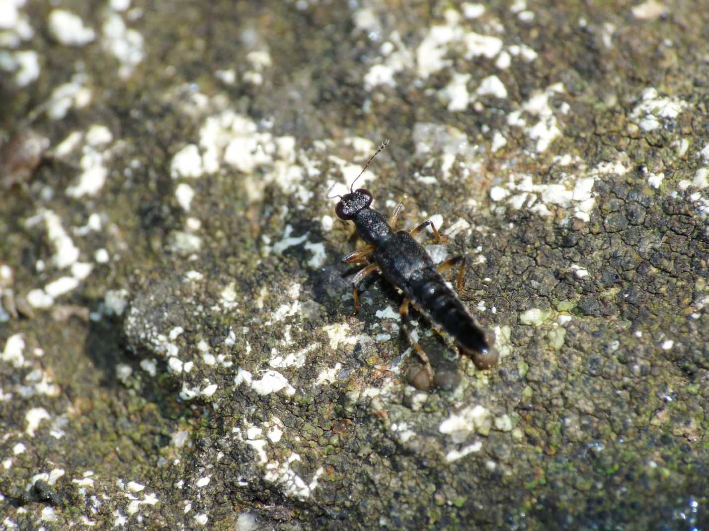 Stafilinide con occhi sporgenti: Stenus sp.